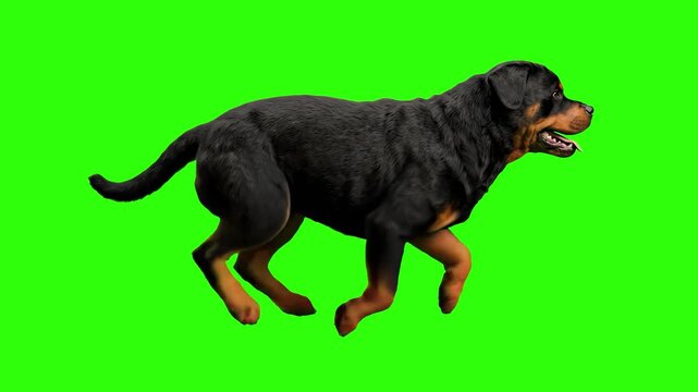 A realistic 3D model of a black and tan Rottweiler dog captured mid-stride in a running or energetic dancing motion against a bright chroma key green background. Perfect for pet care ads, veterinary p