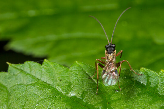 Elegant Ichneumon Wasp on Leaf, Parasitic Wasp of Family Ichneumonidae in Macro