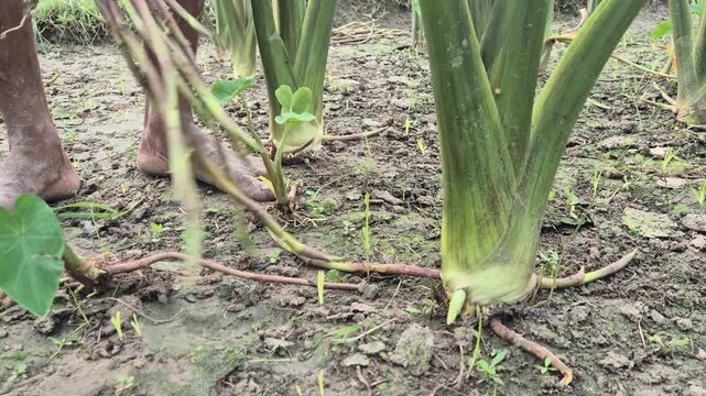 Farmer Hands Harvesting Taro Stolon Fresh Taro Stem Manual Harvest Video