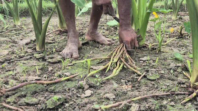 Farmer Hands Harvesting Taro Stolon Fresh Taro Stem Manual Harvest Video