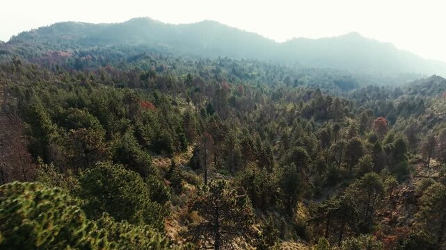 Evergreen pine forest in Nevado de Colima (Zapotepetl) National Park, Mexico. Dolly in aerial view.