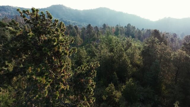 Forward aerial view over the pine tree canopy in Nevado de Colima (Zapotepetl) National Park revealing a small camping area surrounded by forest in Jalisco, Mexico.