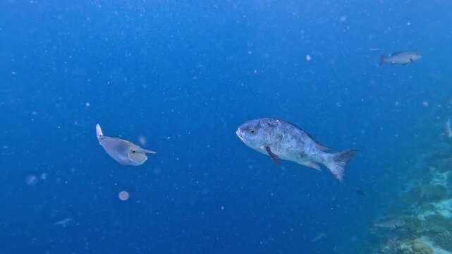 Black and white snapper fish swimming in the blue Indian Ocean near Ellaidhoo island, the Maldives
