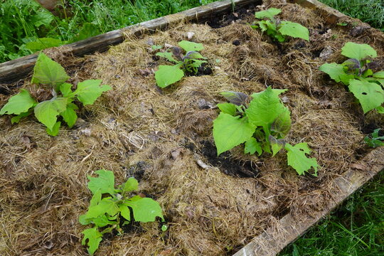 Yacon plants growing in a mulched raised garden bed, showing early stage cultivation for healthy food production