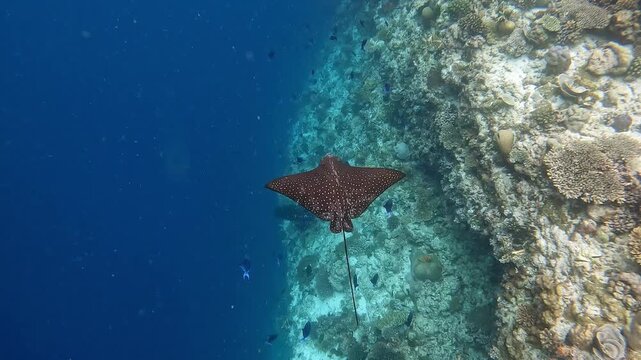 Whitespotted eagle-ray fish swimming around the colorful corals near Ellaidhoo island, Maldives