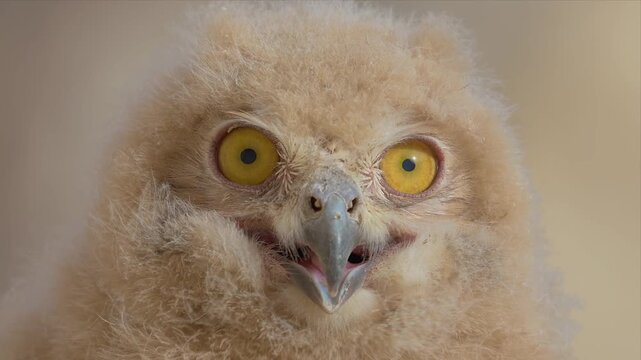 A fluffy Pharaoh eagle-owl chick stares intently ahead in extreme close-up, every strand of soft down visible in this slow, detailed