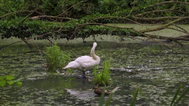 Mute Swan and Mallard Duck Preening and Stretching in Duckweed Pond, 4K. Natural no sound video perfect for environmental documentaries, biology education, nature conservation ads.