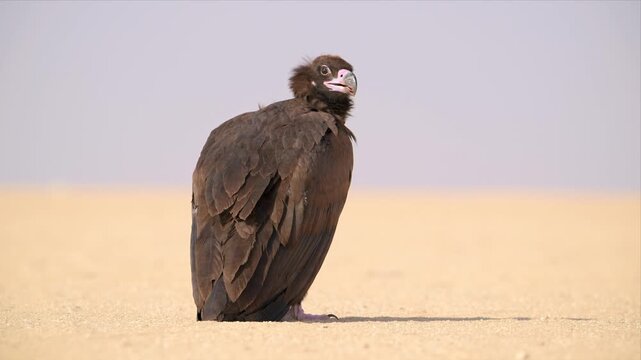 A cinereous vulture stands still on open desert sand, its full body and heavy dark plumage clearly visible against a soft pale background in Kuwait.