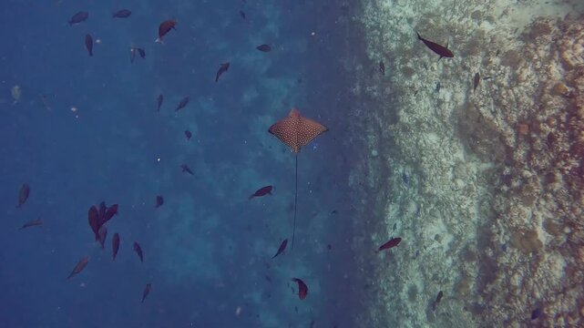 Spotted eagle ray swimming along a coral reef in maldives