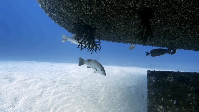 Mangrove snapper swimming beneath the Djabeda shipwreck in Mauritius. Underwater wildlife footage showing reef fish around a historic wreck and an artificial marine habitat.