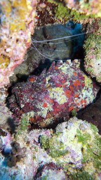 Camouflaged stonefish resting among coral and rocks in Mauritius waters. Detailed underwater wildlife footage highlighting its cryptic appearance, reef habitat, and natural survival strategy.