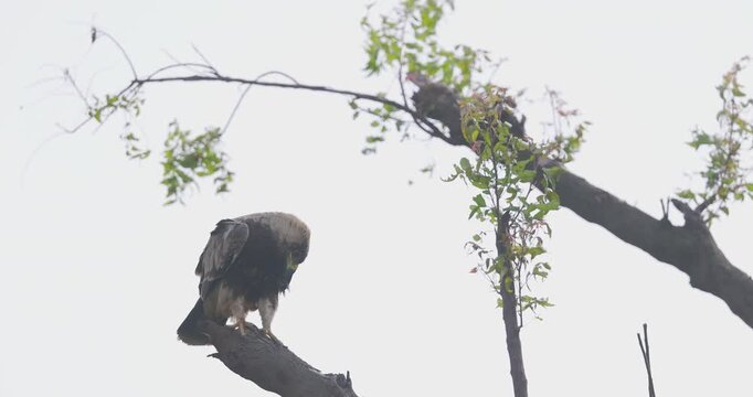 Tawny Eagle scanning ground on bare branch; slow motion neck rotation under white sky windy conditions