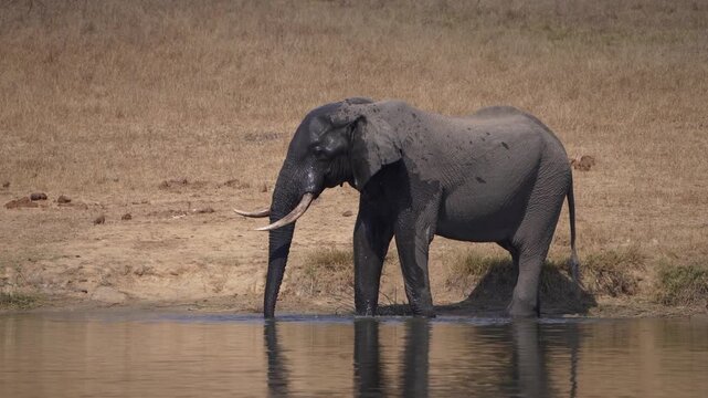 An African elephant bull standing at a waterhole while spraying water over his head, Kruger National Park, South Africa.