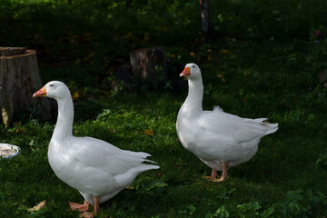 Two white geese rest on green grass in shaded garden setting, showing bright feathers, orange beaks, and quiet rural charm, with soft daylight, leafy backdrop, and natural outdoor detail © Sasha Bond