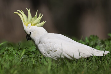 Sulphur Crested Cockatoo in the Winter Sunshine © Craig