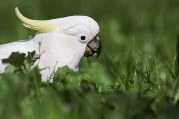Close up of the Head of a Sulphur Crested Cockatoo © Craig