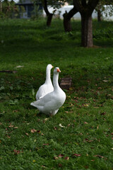 White geese rest on green lawn in orchard-like garden, framed by blurred trees and soft background. Scene suggests calm countryside wildlife, domestic birds, and gentle natural living © Sasha Bond