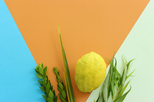Jewish festival of Sukkot. Traditional symbols (The four species): Etrog (citron), lulav (palm branch), hadas (myrtle), arava (willow)