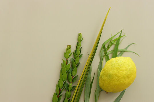 Jewish festival of Sukkot. Traditional symbols (The four species): Etrog (citron), lulav (palm branch), hadas (myrtle), arava (willow)