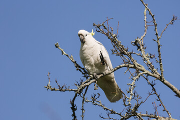 Sulphur Crested Cockatoo Against a Clear Blue Sky © Craig