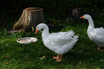 White geese rest on green lawn in orchard-like garden, framed by blurred trees and soft background. Scene suggests calm countryside wildlife, domestic birds, and gentle natural living © Sasha Bond