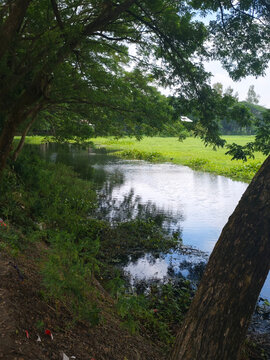 Calm river flowing through lush green trees and foliage under a bright sky with landscape outdoors reflection sunlight