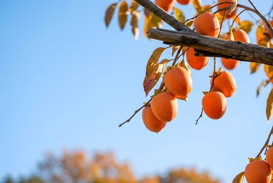 Ripe orange Japanese persimmons hanging from a branch against a clear blue sky