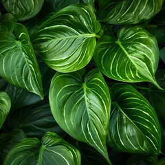 Lush vibrant green tropical leaves closeup with prominent white veins. © Popy