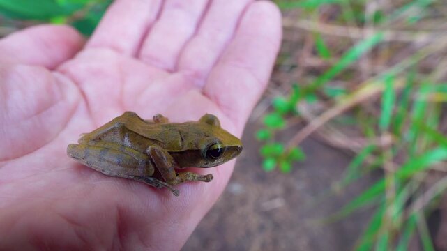 Probably Indian tree frog Polypedates maculatus from Hong Kong Island. On hand