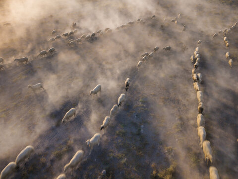 Aerial view of a large flock of sheep walking across a dusty field, kicking up clouds of dust in the golden light of late afternoon in Adabag, Konya, Turkiye.