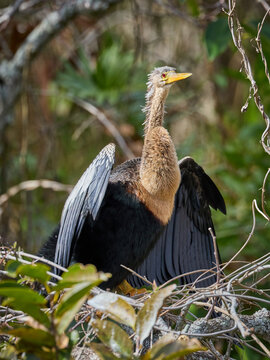 Female Anhinga or water turkey or snakebird or American Darter sitting on the branch between green foliage drying wings and feathers in everglades florida