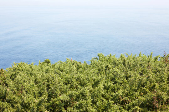 Green coastal gorse bushes on a cliff edge with calm blue ocean background in Asturias, Spain