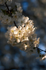 White cherry blossoms illuminated by warm sunlight with soft blue bokeh background © watcherfox