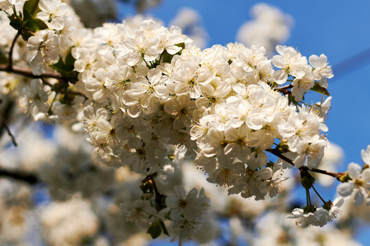 White cherry blossoms blooming densely on branches against vivid blue spring sky