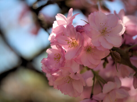 晴れた4月に美しく咲いたピンク色のサクラ「八重紫桜（ヤエムラサキサクラ）」