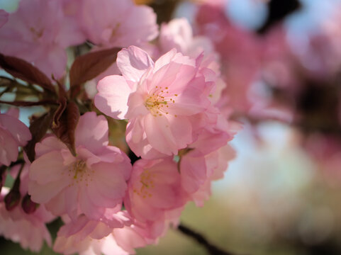 晴れた4月に美しく咲いたピンク色のサクラ「八重紫桜（ヤエムラサキサクラ）」