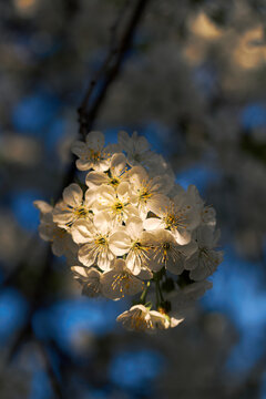 White cherry blossoms illuminated by warm sunlight with soft blue bokeh background