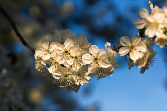 White cherry blossoms illuminated by warm sunlight with soft blue bokeh background