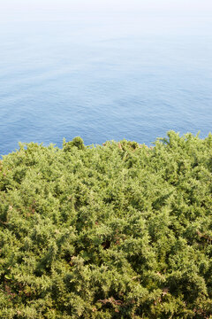 Vertical view of green gorse bushes growing on a cliff edge overlooking the calm blue ocean in Asturias, Spain
