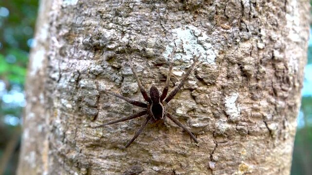 wolf spider (Lycosidae), raft spider from Hong Kong Island