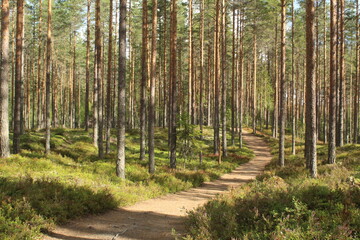 Naklejka premium path in the forest