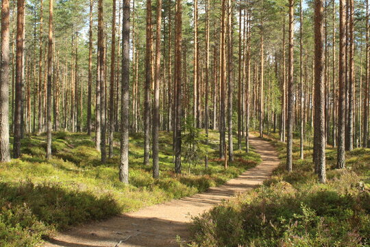 path in the forest