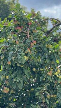 Apple tree laden with ripe red and green apples under a summer sky, perfect for backgrounds