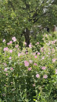 Pink flowers blooming in lush green garden with trees, creating a serene natural background
