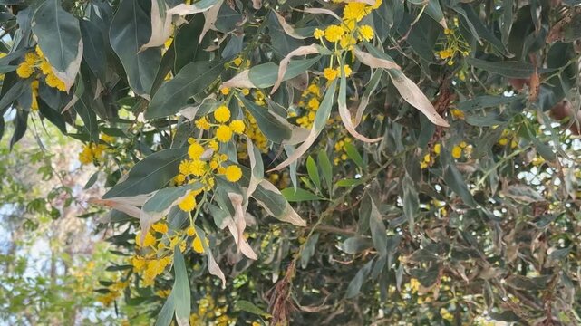 Yellow acacia flowers bloom among green leaves on tree branches in natural background