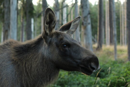 young moose in the woods