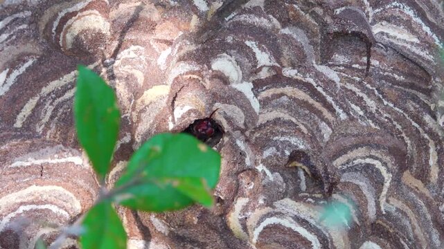 Fancy-colored paper nest (colony) of lesser banded hornet (Vespa affinis) from Hong Kong Island. It is dengerous insect with aggressive behavior and powerful sting (life-threatening anaphylaxis)