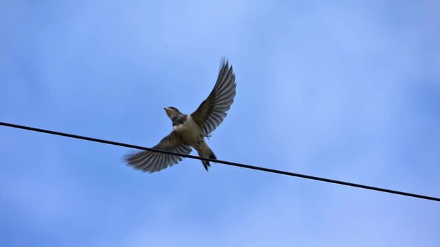 Young Swallow (Hirundo rustica) still lacking the long adult tail feathers, taking off from a telegraph wire. August, Kent, UK [Slow motion x10]