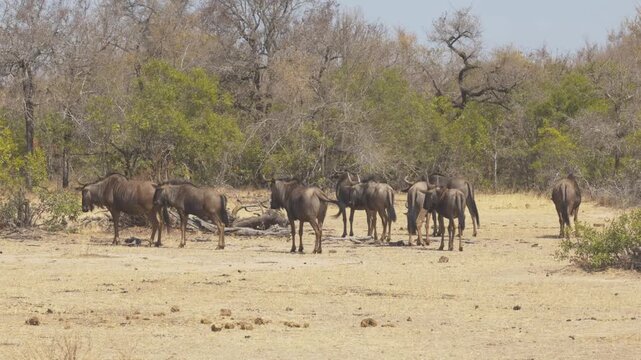 Herd of wildebeest walking across dry savanna in Kruger National Park, South Africa, African wildlife safari