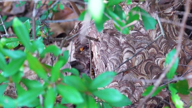 Fancy-colored paper nest (colony) of lesser banded hornet (Vespa affinis) from Hong Kong Island. It is dengerous insect with aggressive behavior and powerful sting (life-threatening anaphylaxis)